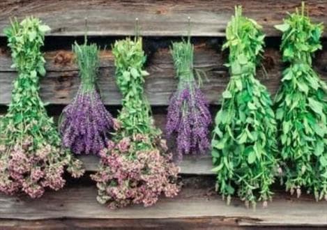 گیاهان دارویی تیغ دو لبه برای سلامت