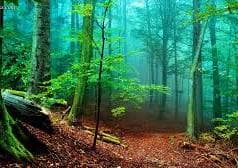 همنشین جنگل و باران شوید