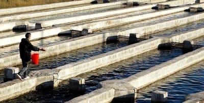 درآمد ۸ میلیونی در ماه با سرمایه ۳ میلیونی