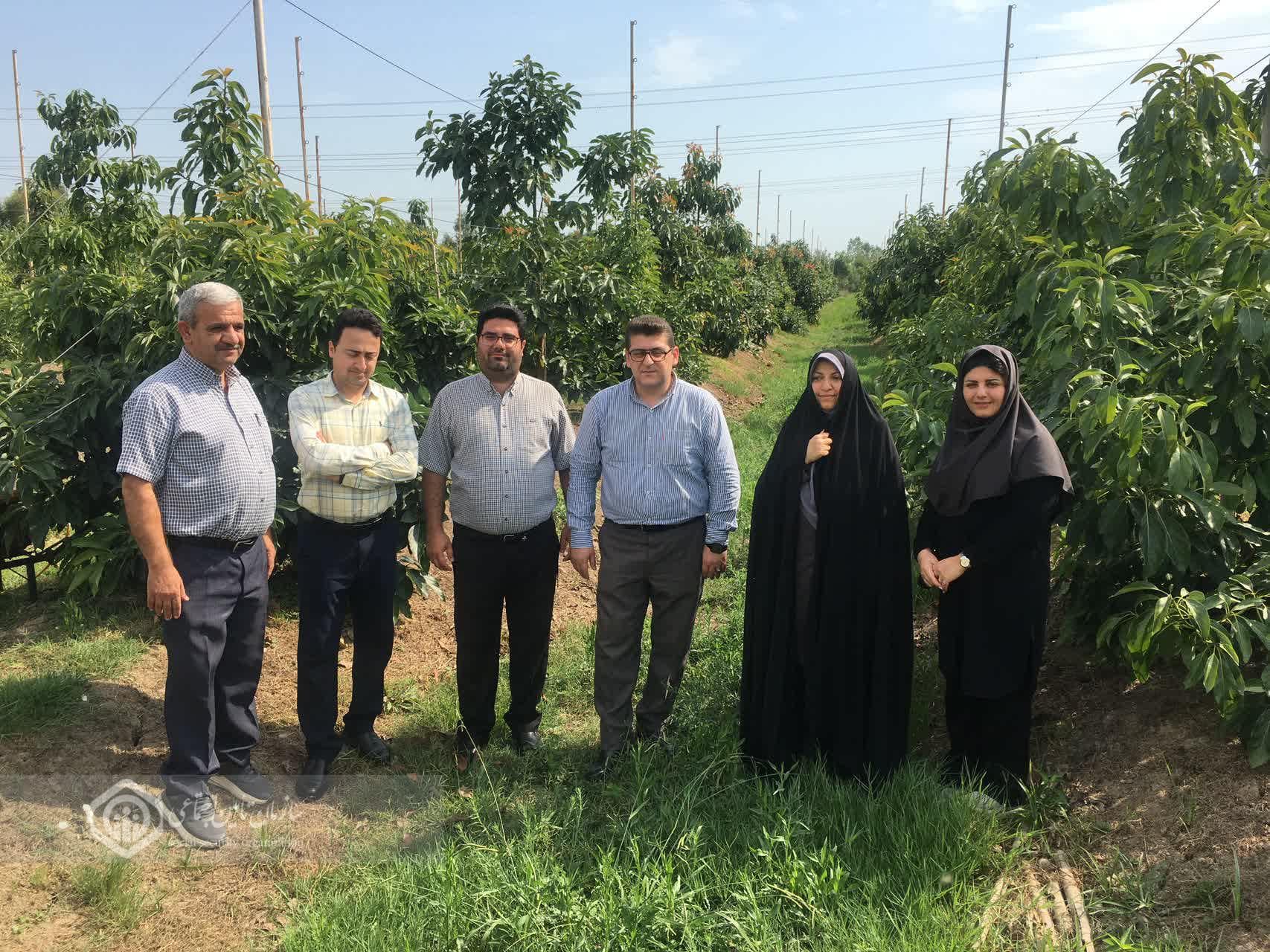 بازدید رئیس تامین اجتماعی کلاچای از پروژه احداث بزرگترین باغ آووکادو کشور