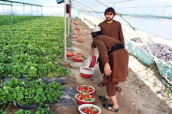 تهدید اشتغال کارگران ایرانی و نقض قانون کار