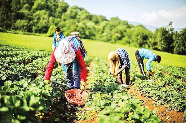 صندوق بیمه کشاورزان به دنبال جذب بیمه شدگان جدید