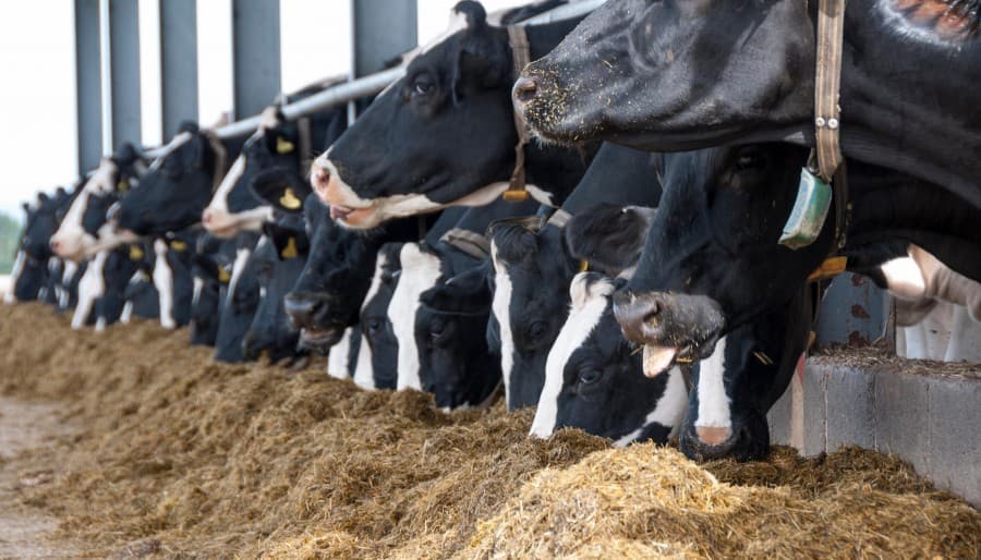 علت شکل گیری «تادیکو» در شستا