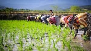 بیمه رایگان زنان سرپرست خانوار عشایر و روستایی
