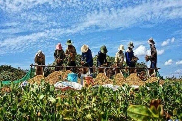 تعاونیها بازوی کارآمد دولت در افزایش رفاه خانوارها